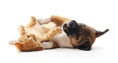 Pet Stain and Odor Removal Eau Claire WI